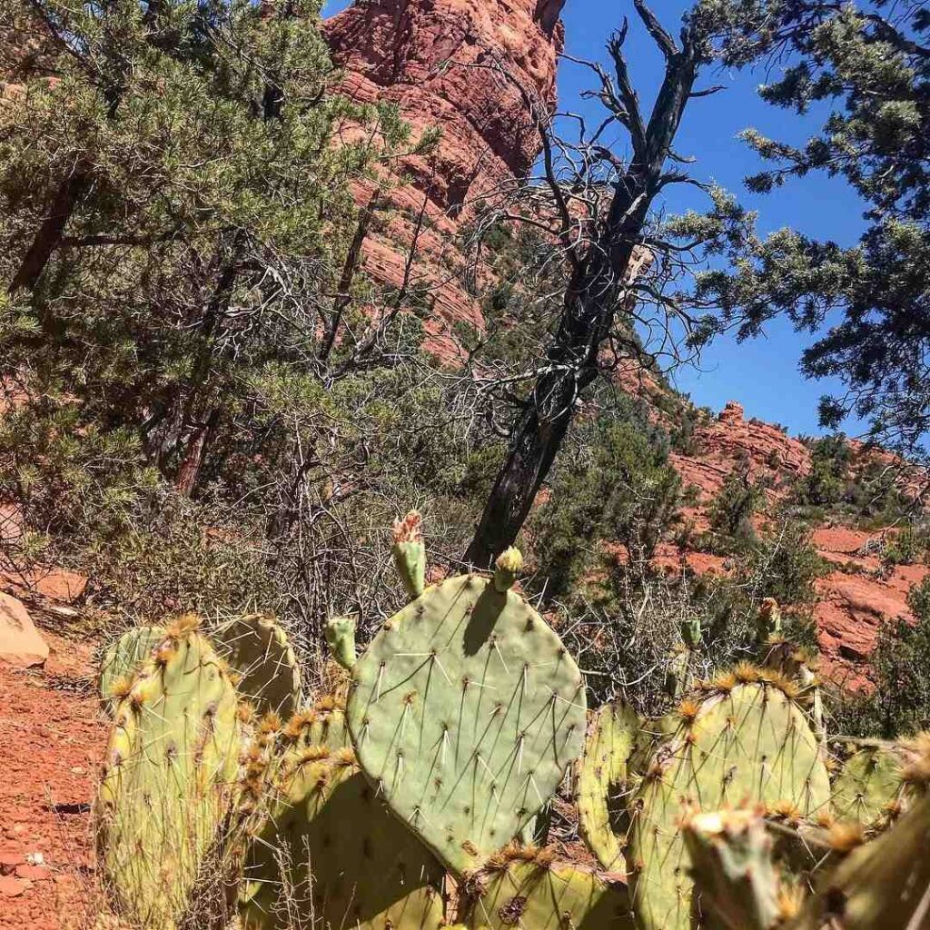 Jordan Trail sedona